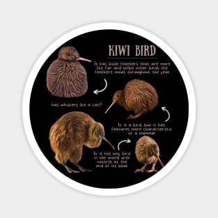 Animal Facts - Kiwi bird Magnet